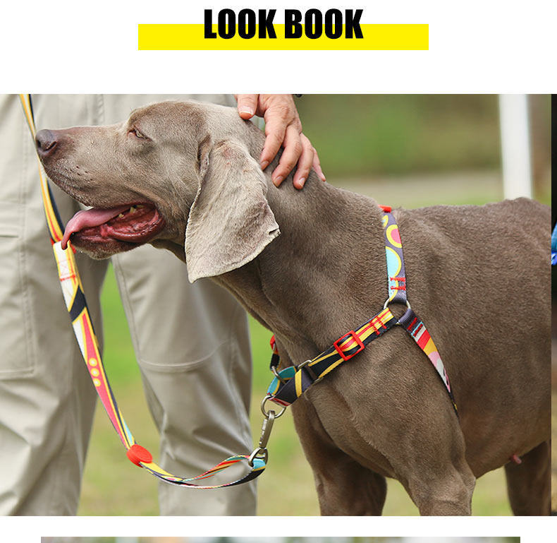 cool dog collars and leashes.jpg
